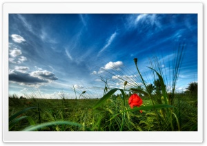 Sky Poppy Grass Ultra HD Wallpaper for 4K UHD Widescreen Desktop, Lockscreen, Screensaver, TV, Tablet, Smartphone