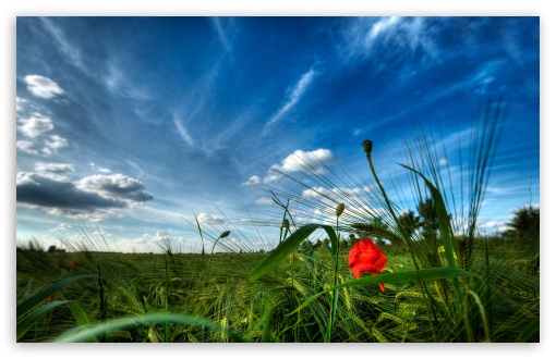 Sky Poppy Grass UltraHD Wallpaper for HD 16:9 ; Widescreen 16:10 5:3 ; Fullscreen 4:3 5:4 3:2 ; Tablet 1:1 ; Mobile 3:5 3:4 ;