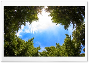 Sky Through Trees Ultra HD Wallpaper for 4K UHD Widescreen desktop, tablet & smartphone