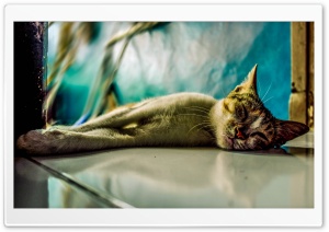 Sleep Cat Ultra HD Wallpaper for 4K UHD Widescreen Desktop, Lockscreen, Screensaver, TV, Tablet, Smartphone