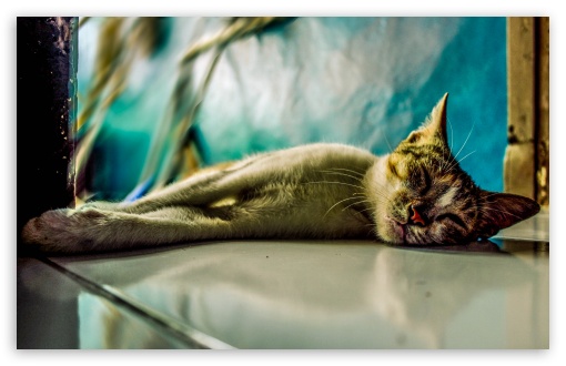 Sleep Cat UltraHD Wallpaper for UHD 16:9 ; HD 16:9 ; Widescreen 16:10 5:3 ; Fullscreen 3:2 ;