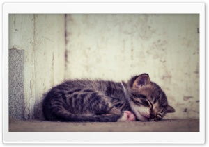 Sleeping Baby Cat Ultra HD Wallpaper for 4K UHD Widescreen desktop, tablet & smartphone