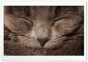 Sleeping Cat Ultra HD Wallpaper for 4K UHD Widescreen desktop, tablet & smartphone