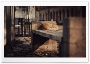 Sleeping Cat on the Street 4K UHD Wallpaper for Widescreen and UltraWide Desktop, UltraHD TV, Smartphone, Tablet