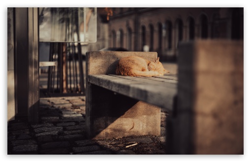 Sleeping Cat on the Street UltraHD Wallpaper for UHD 16:9 ; HD 16:9 ; UltraWide 21:9 24:10 32:9 32:10 ; Widescreen 16:10 5:3 ; Fullscreen 4:3 5:4 3:2 ; Tablet 1:1 ; Dual 16:10 5:3 16:9 4:3 5:4 3:2 ;