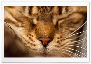 Sleeping Cat Portrait Ultra HD Wallpaper for 4K UHD Widescreen desktop, tablet & smartphone