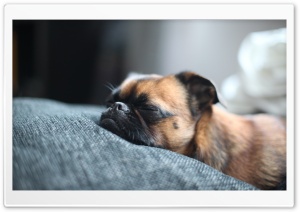 Sleeping Dog Ultra HD Wallpaper for 4K UHD Widescreen desktop, tablet & smartphone