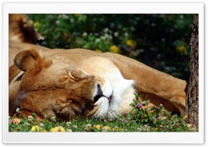 Sleeping Female Lion Ultra HD Wallpaper for 4K UHD Widescreen desktop, tablet & smartphone
