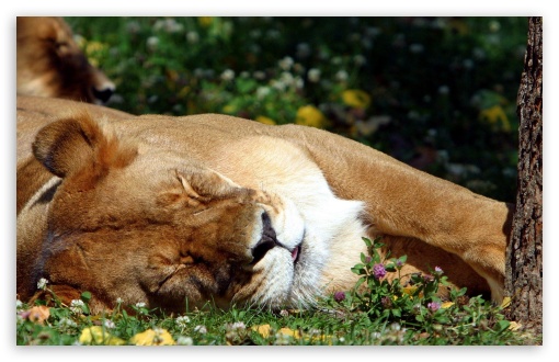 Sleeping Female Lion UltraHD Wallpaper for HD 16:9 ; Widescreen 16:10 5:3 ; Fullscreen 3:2 ;