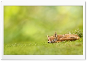 Sleeping Fox Ultra HD Wallpaper for 4K UHD Widescreen desktop, tablet & smartphone