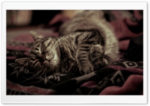 Sleeping Kitty Ultra HD Wallpaper for 4K UHD Widescreen desktop, tablet & smartphone