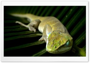 Sleeping Lizzard Ultra HD Wallpaper for 4K UHD Widescreen desktop, tablet & smartphone
