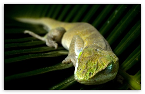 Sleeping Lizzard UltraHD Wallpaper for 8K UHD TV 16:9 Ultra High Definition 2160p 1440p 1080p 900p 720p ; Widescreen 16:10 5:3 WHXGA WQXGA WUXGA WXGA WGA ; Fullscreen 4:3 5:4 3:2 UXGA XGA SVGA QSXGA SXGA DVGA HVGA HQVGA ( Apple PowerBook G4 iPhone 4 3G 3GS iPod Touch ) ;