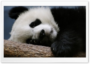 Sleeping Panda Ultra HD Wallpaper for 4K UHD Widescreen desktop, tablet & smartphone