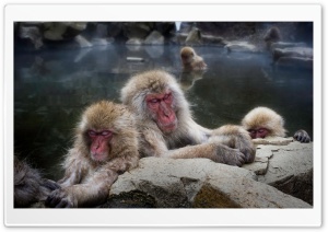 Sleeping Snow Monkeys Ultra HD Wallpaper for 4K UHD Widescreen desktop, tablet & smartphone