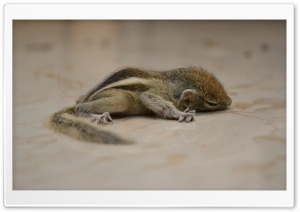 Sleeping Squirrel Ultra HD Wallpaper for 4K UHD Widescreen desktop, tablet & smartphone