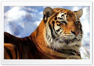 Sleepy Amur Tiger Ultra HD Wallpaper for 4K UHD Widescreen desktop, tablet & smartphone
