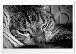 Sleepy Cat Ultra HD Wallpaper for 4K UHD Widescreen desktop, tablet & smartphone