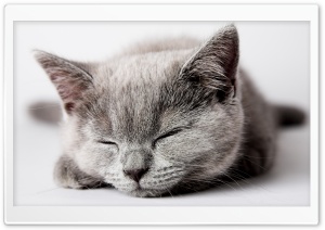 Sleepy Grey Kitten Ultra HD Wallpaper for 4K UHD Widescreen desktop, tablet & smartphone