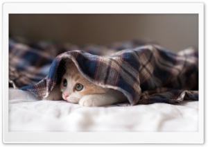 Sleepy Kitten Ultra HD Wallpaper for 4K UHD Widescreen desktop, tablet & smartphone