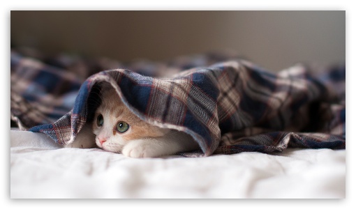 sleepy kitten UltraHD Wallpaper for HD 16:9 ;