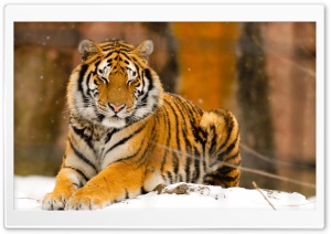 Sleepy Siberian Tiger Wild Animal Ultra HD Wallpaper for 4K UHD Widescreen desktop, tablet & smartphone