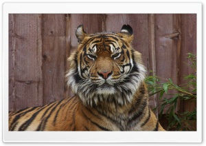 Sleepy Tiger Ultra HD Wallpaper for 4K UHD Widescreen desktop, tablet & smartphone