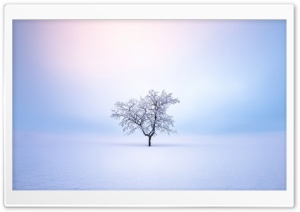 Small Bare Tree in the Middle of the Snowy Field Ultra HD Wallpaper for 4K UHD Widescreen Desktop, Lockscreen, Screensaver, TV, Tablet, Smartphone