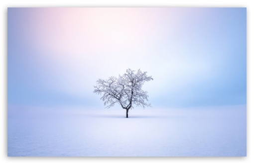 Small Bare Tree in the Middle of the Snowy Field UltraHD Wallpaper for UHD 16:9 ; HD 16:9 ; UltraWide 21:9 24:10 32:9 32:10 ; Widescreen 16:10 5:3 ; Fullscreen 4:3 5:4 3:2 ; Tablet 1:1 ; Mobile 9:16 9:19.5 9:20 10:16 2:3 3:5 3:4 ; Dual 16:10 5:3 16:9 4:3 5:4 3:2 ;