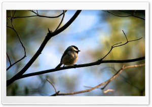 Small bird Ultra HD Wallpaper for 4K UHD Widescreen desktop, tablet & smartphone