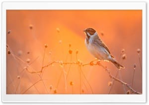 Small Bird in Orange SunLight 4K UHD Wallpaper for Widescreen and UltraWide Desktop, UltraHD TV, Smartphone, Tablet