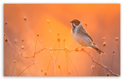 Small Bird in Orange SunLight UltraHD Wallpaper for UHD 16:9 ; HD 16:9 ; UltraWide 21:9 24:10 32:9 32:10 ; Widescreen 16:10 ; Tablet 1:1 ; Mobile 9:16 9:19.5 9:20 ; Dual 16:10 16:9 ;