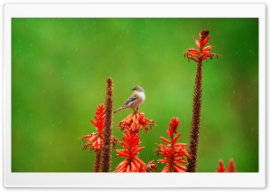 Small Bird Perched on an Aloe Flower in the Rain Ultra HD Wallpaper for 4K UHD Widescreen desktop, tablet & smartphone