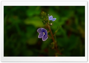 Small Blue Flower Ultra HD Wallpaper for 4K UHD Widescreen desktop, tablet & smartphone