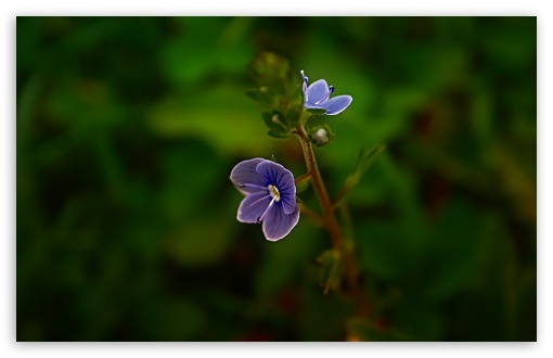 Small Blue Flower UltraHD Wallpaper for 8K UHD TV 16:9 Ultra High Definition 2160p 1440p 1080p 900p 720p ; Widescreen 16:10 5:3 WHXGA WQXGA WUXGA WXGA WGA ; Fullscreen 4:3 5:4 3:2 UXGA XGA SVGA QSXGA SXGA DVGA HVGA HQVGA ( Apple PowerBook G4 iPhone 4 3G 3GS iPod Touch ) ; Tablet 1:1 ; Mobile 3:5 3:4 - ; Dual 5:4 QSXGA SXGA ;