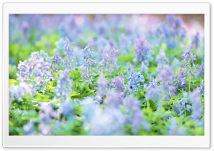 Small Blue Flowers Ultra HD Wallpaper for 4K UHD Widescreen desktop, tablet & smartphone