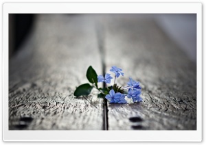 Small Blue Flowers Macro Ultra HD Wallpaper for 4K UHD Widescreen desktop, tablet & smartphone