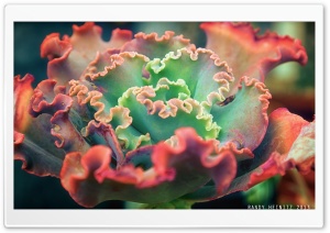 Small Cactus Plant Ultra HD Wallpaper for 4K UHD Widescreen desktop, tablet & smartphone