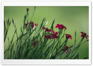 Small Field Flowers Ultra HD Wallpaper for 4K UHD Widescreen desktop, tablet & smartphone