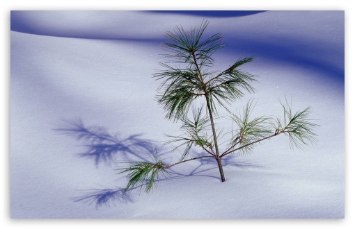 Small Fir Tree UltraHD Wallpaper for HD 16:9 ; Widescreen 16:10 5:3 ; Fullscreen 4:3 5:4 3:2 ; Tablet 1:1 ; Mobile 3:5 3:4 ;