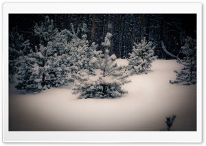 Small Fir Trees, Winter Ultra HD Wallpaper for 4K UHD Widescreen desktop, tablet & smartphone