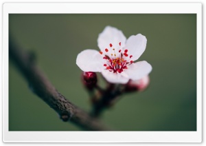 Small Flower Ultra HD Wallpaper for 4K UHD Widescreen desktop, tablet & smartphone