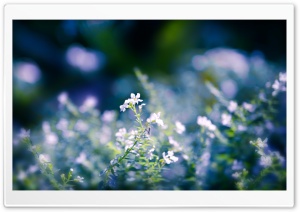 Small Flowers Close Up Ultra HD Wallpaper for 4K UHD Widescreen desktop, tablet & smartphone