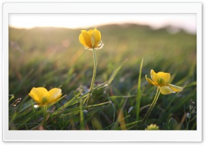 Small Flowers In The Field Ultra HD Wallpaper for 4K UHD Widescreen desktop, tablet & smartphone