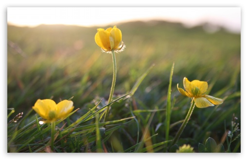 Small Flowers In The Field UltraHD Wallpaper for HD 16:9 ; Widescreen 16:10 5:3 ; Fullscreen 4:3 5:4 3:2 ; Tablet 1:1 ; Mobile 3:5 3:4 ; Dual 5:4 ;