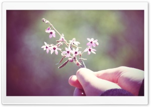 Small Flowers Twig Ultra HD Wallpaper for 4K UHD Widescreen desktop, tablet & smartphone