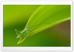 Small Grasshopper Ultra HD Wallpaper for 4K UHD Widescreen desktop, tablet & smartphone