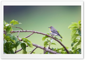 Small Gray Bird Ultra HD Wallpaper for 4K UHD Widescreen desktop, tablet & smartphone