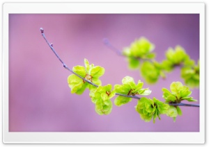 Small Green Flowers Ultra HD Wallpaper for 4K UHD Widescreen desktop, tablet & smartphone