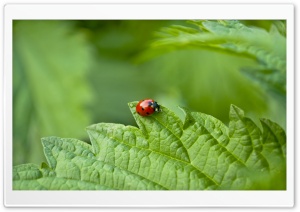 Small Ladybug Ultra HD Wallpaper for 4K UHD Widescreen desktop, tablet & smartphone
